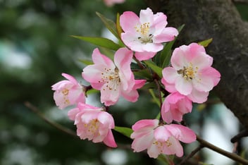 Pink and white flowers