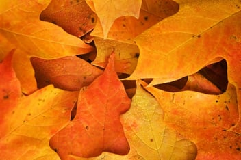 Leaves